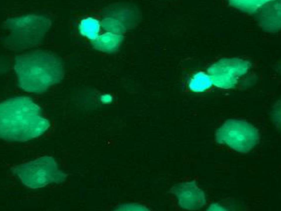 Primary - Mouse Liver cells - Transfection Efficiency 50 per cent